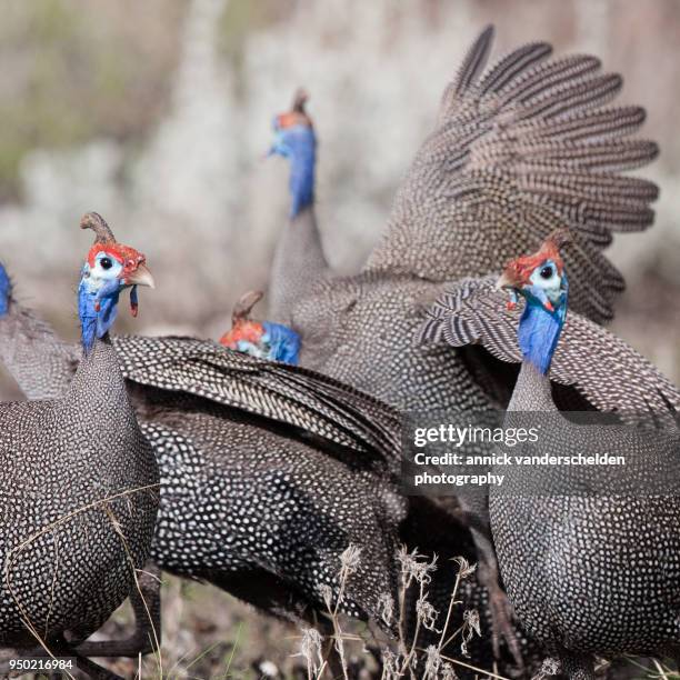 390 Guinea Fowl Colors Stock Photos, HighRes Pictures, and Images