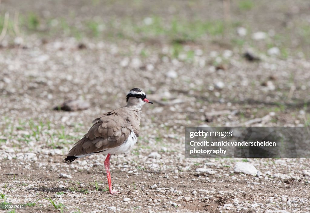 Crowned lapwing.