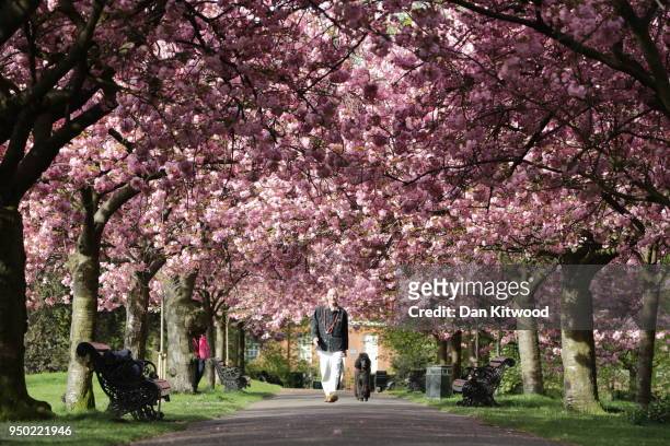 People walk beneath a canopy of cherry blossom in Greenwich Park on April 23, 2018 in London, England.