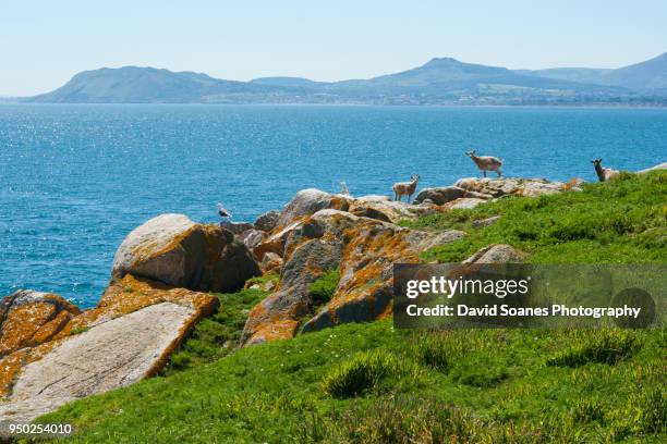 dalkey island in dublin, ireland - david soanes stock pictures, royalty-free photos & images