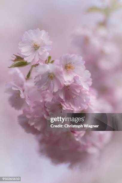 kirschblüte - kirschblüte - fotografias e filmes do acervo