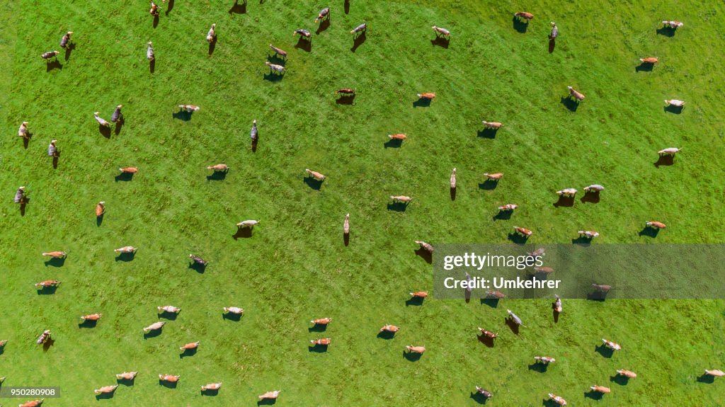 Aerial view of a meadow with cows