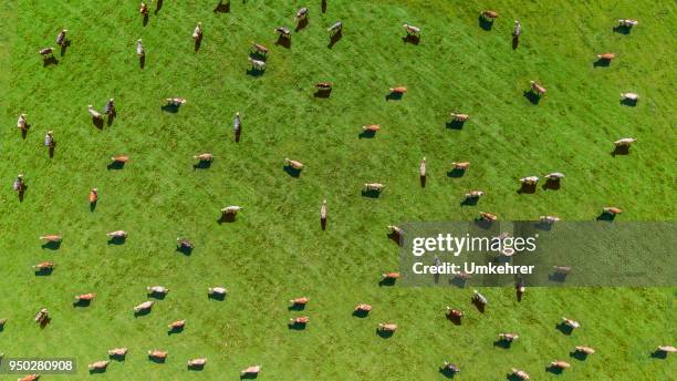 aerial view of a meadow with cows - green pasture stock pictures, royalty-free photos & images