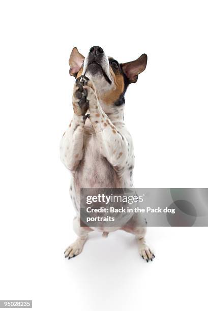 jack russell begging on white - begging animal behavior stock pictures, royalty-free photos & images