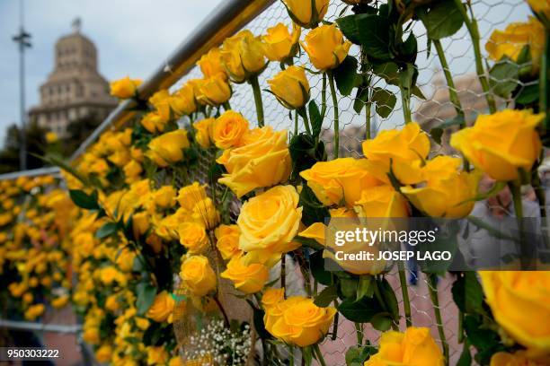 Yellow rose wall is pictured during Sant Jordi festivities in Barcelona on April 23 on Saint George's day. - Traditionally men give women roses and...