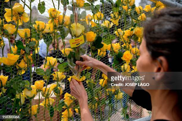 Woman places a yellow rose with a sticker reading "We are republic" on a yellow rose wall during Sant Jordi festivities in Barcelona on April 23 on...