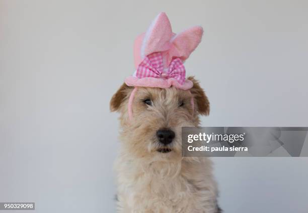 fox terrier wearing a easter bunny ears headband - easter bunny ears ストックフォトと画像