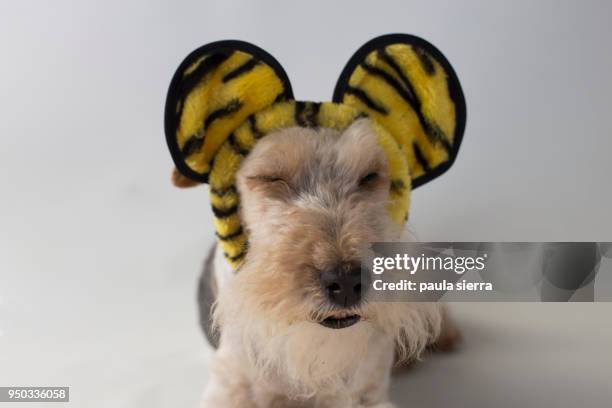 fox terrier wearing a tiger ears headband - tiger costume stock pictures, royalty-free photos & images