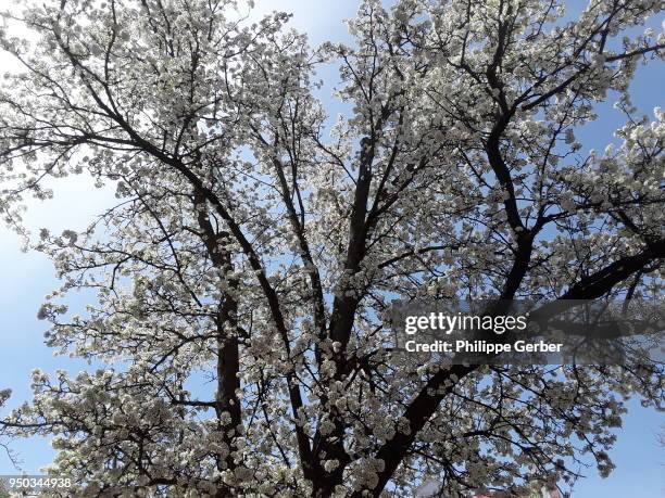 flowering dogwood tree - dogwood blossom stockfoto's en -beelden