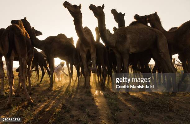 camels at the pushkar fair - nomad cattle herder from rajasthan stock-fotos und bilder