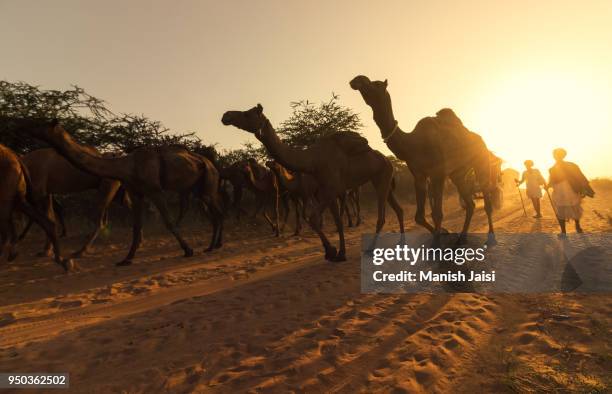 camels at the annual pushkar fair - nomad cattle herder from rajasthan stock-fotos und bilder