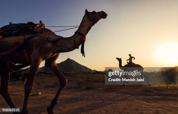 camels at the pushkar camel fair - nomad cattle herder from rajasthan stock-fotos und bilder