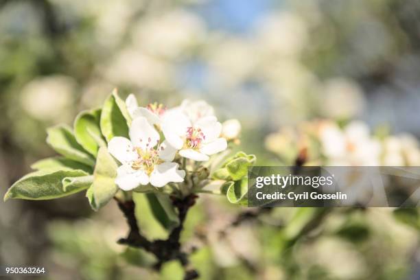 apple blossom - blühender baum stock-fotos und bilder