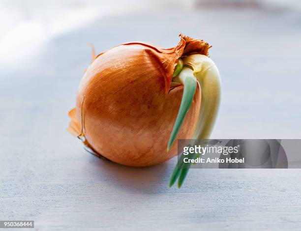 sprouting onion - aniko hobel 個照片及圖片檔