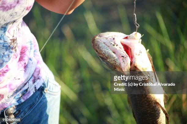 woman fishing - guarico state stock pictures, royalty-free photos & images