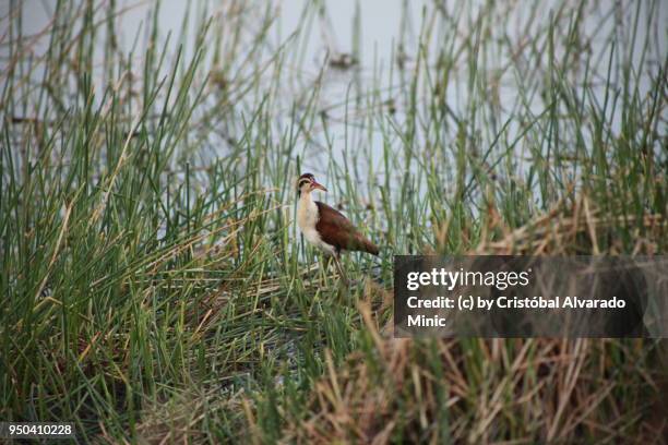 wattled jacana (jacana jacana), juvenile - guarico state stock pictures, royalty-free photos & images