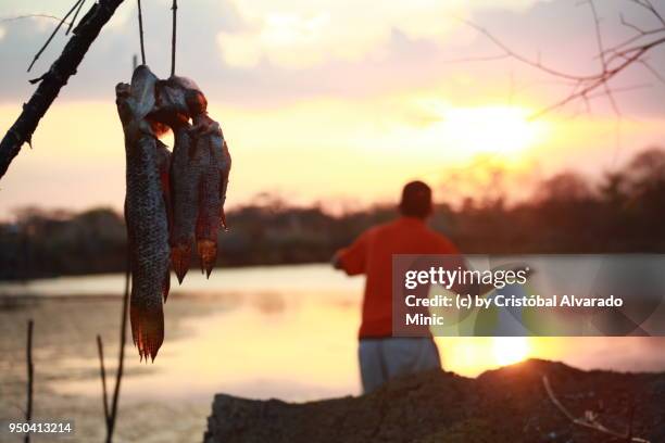 man fishing - guarico state stock pictures, royalty-free photos & images