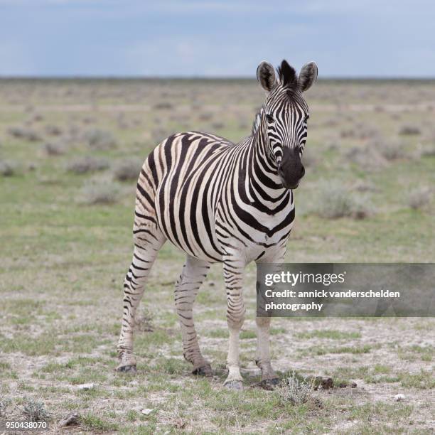 zebra. - zebra stock pictures, royalty-free photos & images