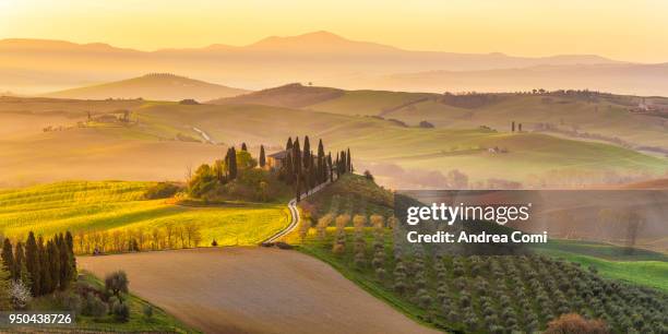 italy, tuscany, san quirico d'orcia, podere belvedere, green hills, olive gardens and small vineyard under rays of morning sun - italie stockfoto's en -beelden