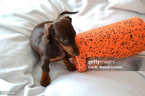 miniature teckel dog doing exercise - teckel stock pictures, royalty-free photos & images