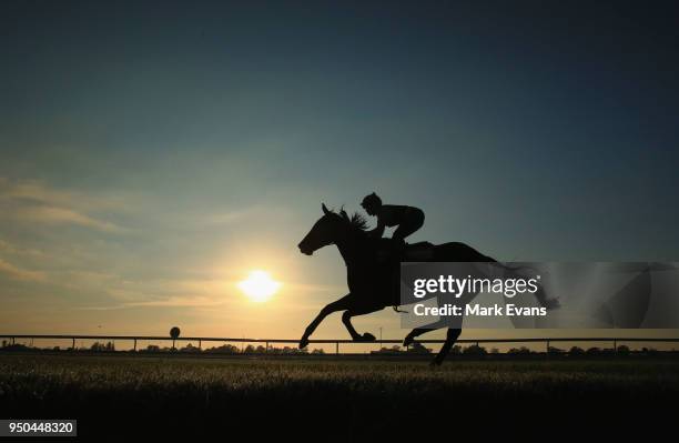 Pursuit of Honour ridden by Ashleigh Borg rides on the course proper during trackwork ahead of Stand Alone Saturday at the Hawkesbury Race Club on...