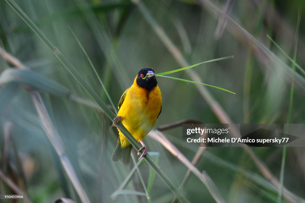 Male black-headed weaver (Ploceus melanocephalus), also known as yellow-backed weaver