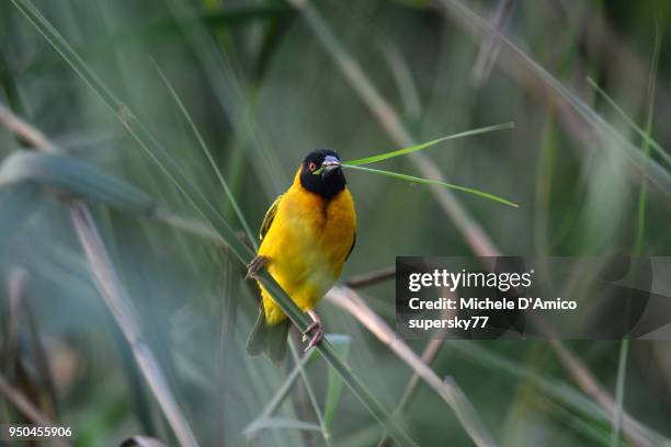 male black-headed weaver (ploceus melanocephalus), also known as yellow-backed weaver - weaverbird stock pictures, royalty-free photos & images