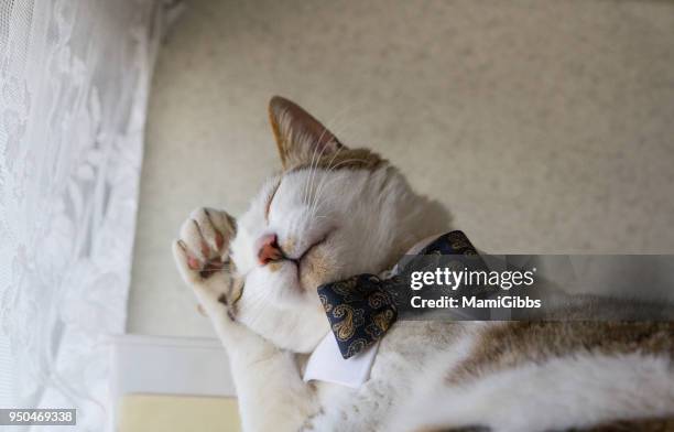 cat with a bow tie - cat bow tie stock pictures, royalty-free photos & images