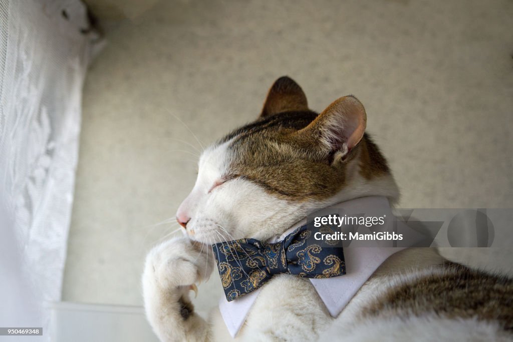 Cat with a bow tie