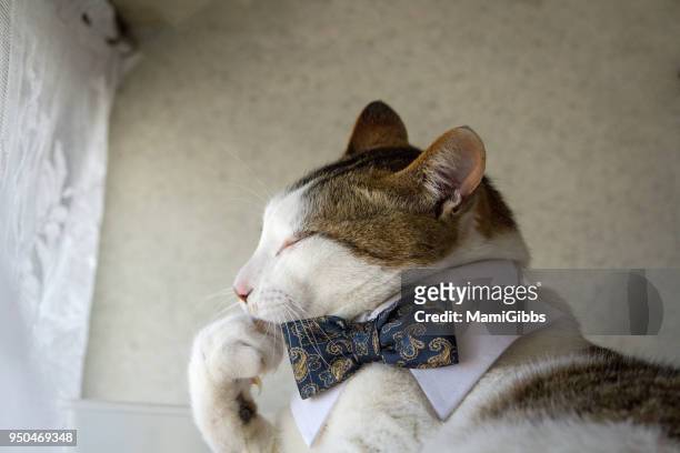 cat with a bow tie - cat bow tie stock pictures, royalty-free photos & images
