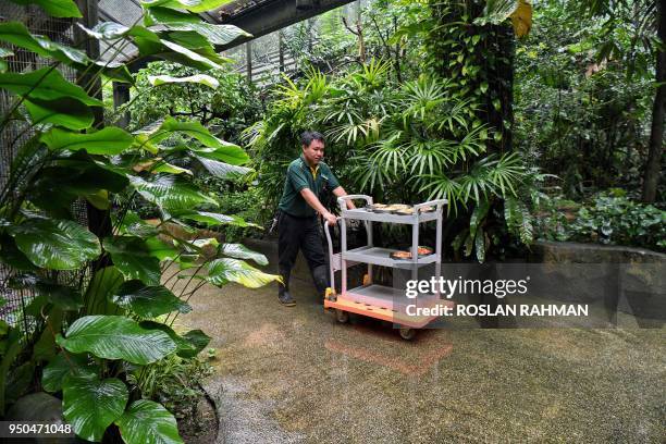 This photograph taken on March 7, 2018 shows Razali Bin Mohamad Habidin, deputy head avian keeper, pushing a trolley loaded with fruit to feed the...