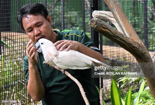 This photograph taken on March 7, 2018 shows Razali Bin Mohamad Habidin, deputy head avian keeper, checking a salmon-crested cockatoo at Jurong Bird...