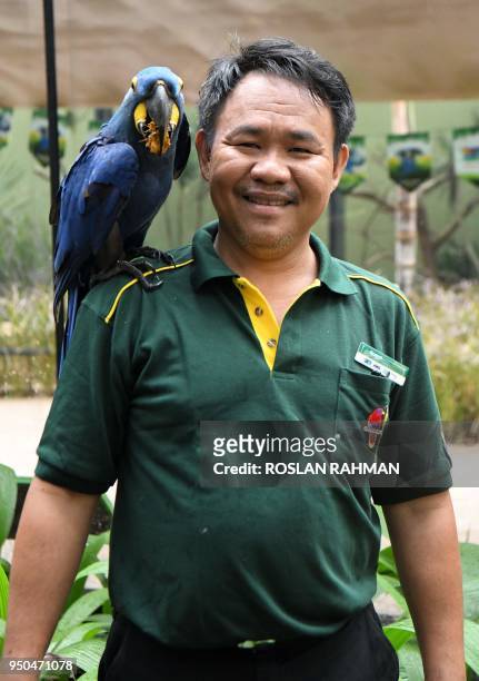 This photograph taken on March 7, 2018 shows Razali Bin Mohamad Habidin, deputy head avian keeper, posing with a hyacinth macaw at Jurong Bird Park...
