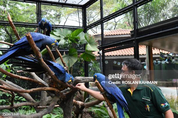 This photograph taken on March 7, 2018 shows Razali Bin Mohamad Habidin, deputy head avian keeper, checking on hyacinth macaws at Jurong Bird Park in...