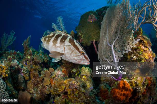 nassau grouper (epinephelus striatus) - grouper stock pictures, royalty-free photos & images