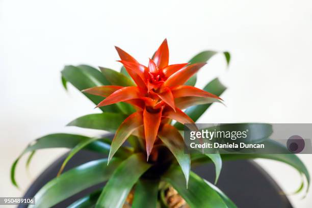 bromeliad indoors - bromeliaceae stockfoto's en -beelden
