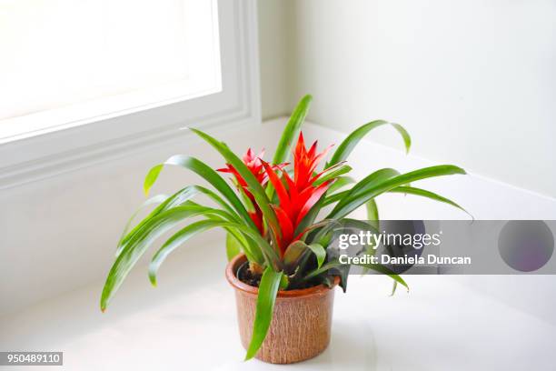 indoor plant - bright bromeliad - bromeliad fotografías e imágenes de stock