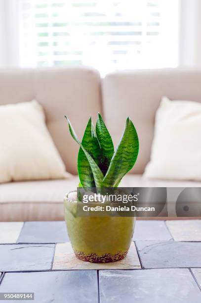 snake plant in sunroom - sansevieria ストックフォトと画像