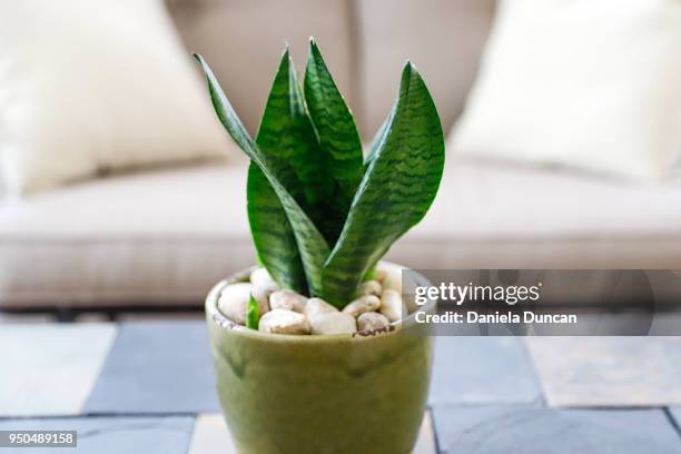 snake plant in sunroom - sansevieria stock pictures, royalty-free photos & images