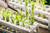 School lab exploring new methods of plant breeding