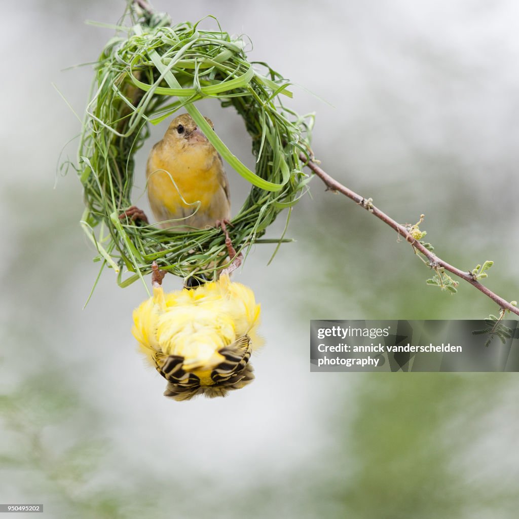 Southern masked weaver.