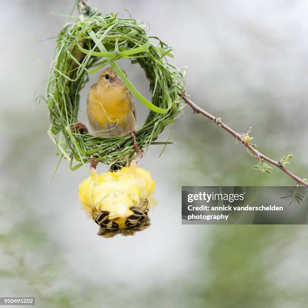 southern masked weaver. - weaverbird stock pictures, royalty-free photos & images