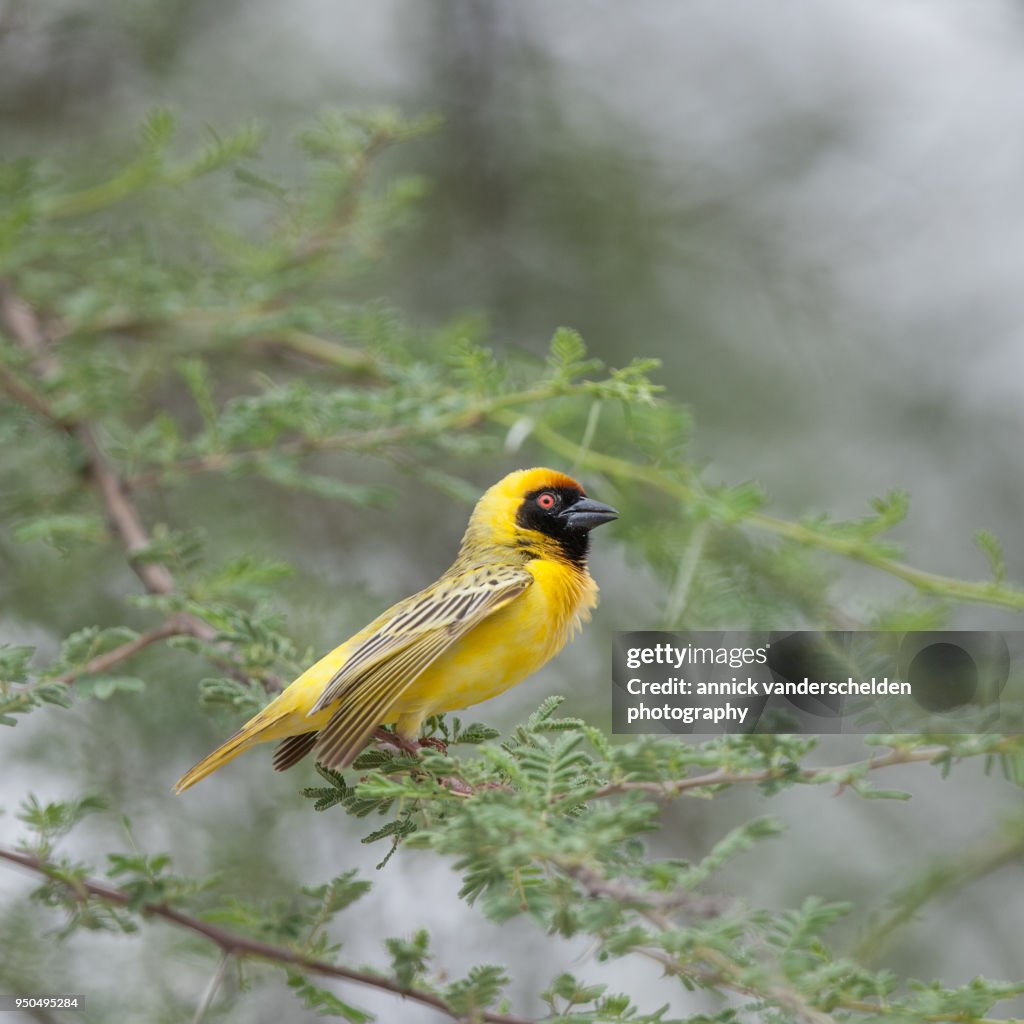 Southern masked weaver.