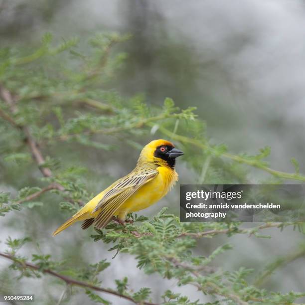 southern masked weaver. - weaver bird stock pictures, royalty-free photos & images