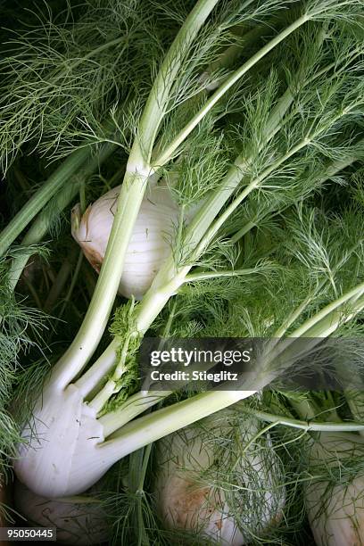 close-up of a bunch of fennel roots and leaves - fennel stock pictures, royalty-free photos & images