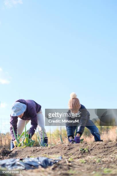 father and son doing farm work - scallion brush stock pictures, royalty-free photos & images