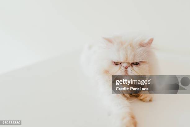 portrait of a male exotic shorthair cat - exotic shorthair cat stock-fotos und bilder