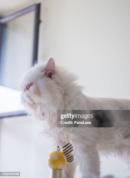 portrait of a male exotic shorthair cat - exotic shorthair cat stock-fotos und bilder