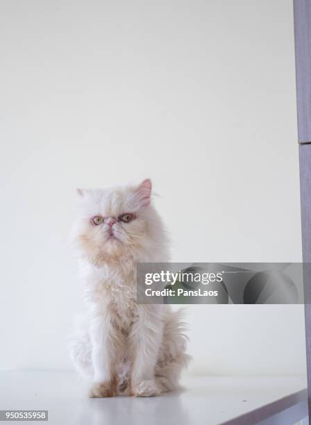 portrait of a male exotic shorthair cat - exotic shorthair cat stock-fotos und bilder