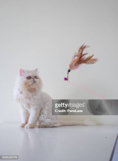 playing cat pets with a funny cat stick - exotic shorthair cat stock-fotos und bilder